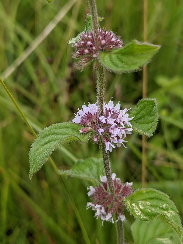 Mentha × verticillata