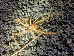 Galeodidae