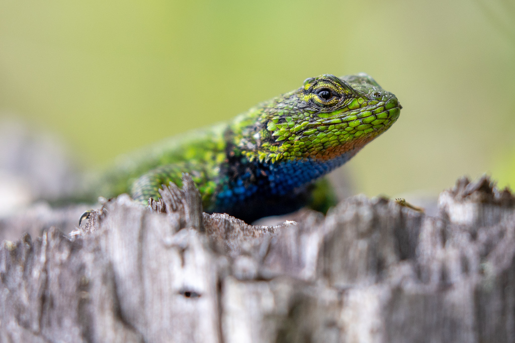 Bocourt's Emerald Lizard