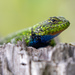 Sceloporus smaragdinus - Photo (c) Walter Rodriguez, μερικά δικαιώματα διατηρούνται (CC BY-NC), uploaded by Walter Rodriguez