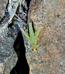 Pirithoicus ophthalmicus