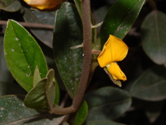 Crotalaria nitens