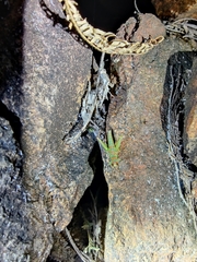 Pirithoicus ophthalmicus