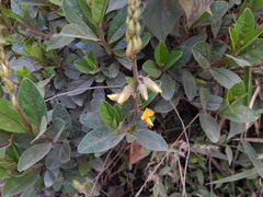 Crotalaria nitens