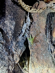 Pirithoicus ophthalmicus