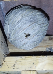 Dolichovespula media