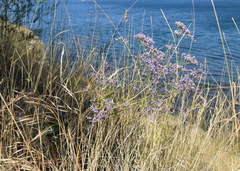 Limonium sareptanum