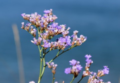 Limonium sareptanum