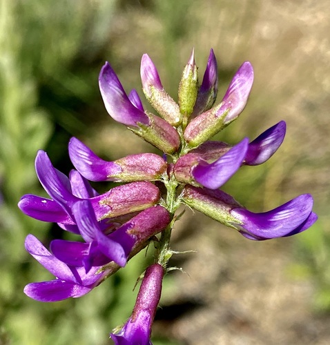 Astragalus hallii A.Gray