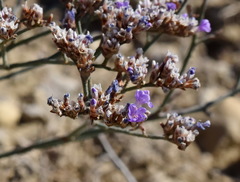 Limonium sareptanum