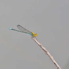 Pseudagrion aureofrons