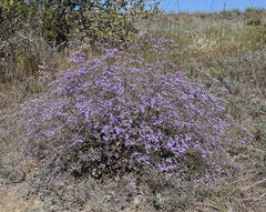 Limonium platyphyllum
