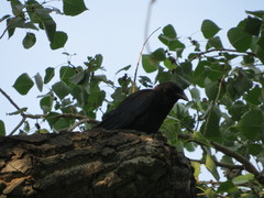 Corvus brachyrhynchos