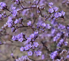 Limonium platyphyllum