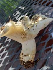 Russula brevipes acrior