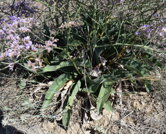 Limonium platyphyllum