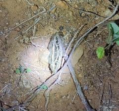 Spirama retorta