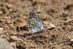 Plebejus fridayi