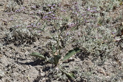 Limonium sareptanum
