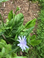 Media resource of Cichorium intybus