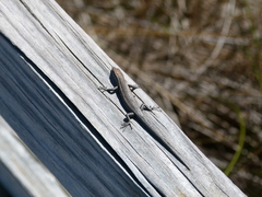 Cryptoblepharus buchananii