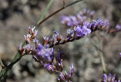 Limonium sareptanum