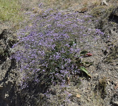 Limonium platyphyllum