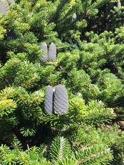 Abies koreana