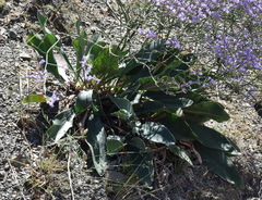 Limonium platyphyllum