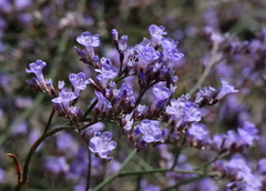 Limonium platyphyllum