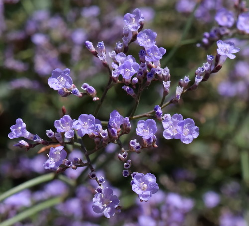 Limonium platyphyllum Lincz.