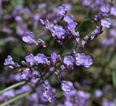 Limonium platyphyllum