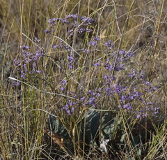 Limonium sareptanum
