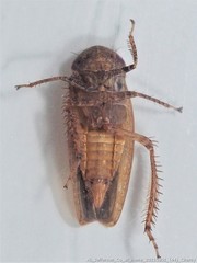 Paraphlepsius continuus