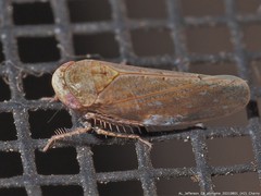 Paraphlepsius continuus