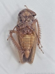 Paraphlepsius continuus