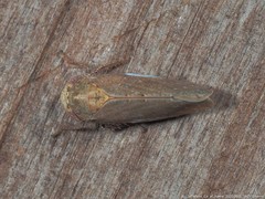 Paraphlepsius continuus