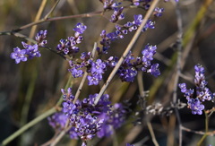Limonium sareptanum