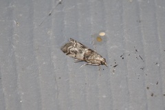 Promylea lunigerella