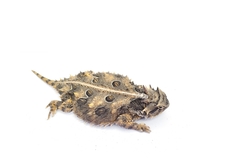 Phrynosoma cornutum