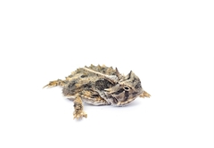 Phrynosoma cornutum