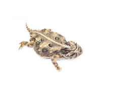 Phrynosoma cornutum
