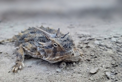 Phrynosoma cornutum