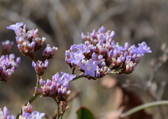 Limonium gmelinii
