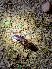 Neostylopyga ornata