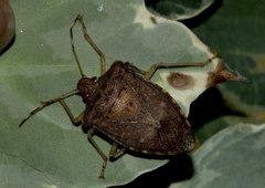 Pentatoma laeviventris