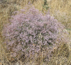 Limonium platyphyllum