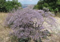 Limonium platyphyllum