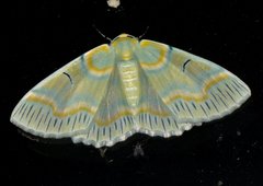 Iotaphora iridicolor