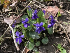 Viola reichenbachiana